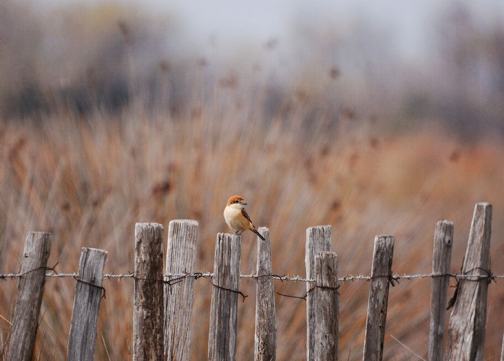 Scatti dalla Camargue